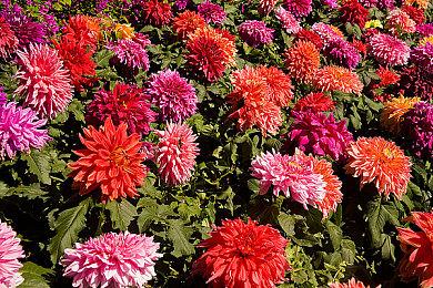 欧洲10月榜：《刺客信条：幻景》表现喜人